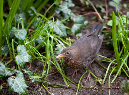 female blackbird on the groundの写真素材