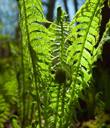 new ferns growing in springの写真素材