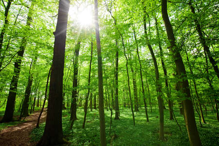 spring sun shining through the tree branchesの写真素材