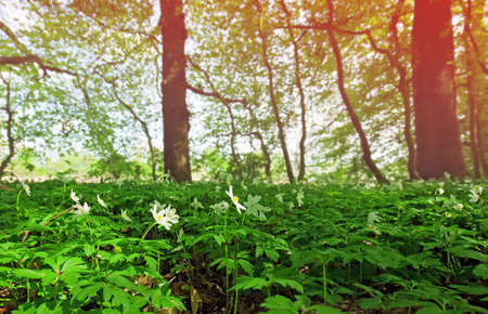 spring forest with anemone nemorosaの写真素材