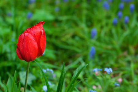 red tulip in a colorful gardenの写真素材