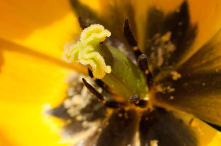 close up of a yellow tulipの写真素材