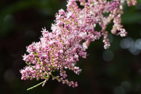 branches of a tamarisk tree