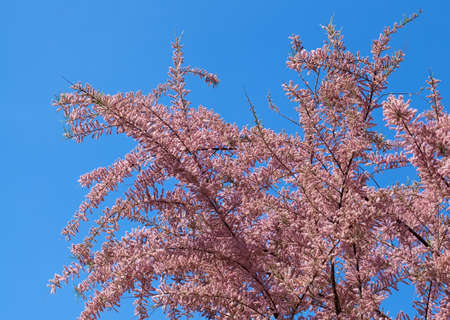pink tamarix tree blooming in springの写真素材