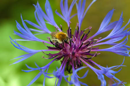 detail of blue mountain cornflowerの写真素材