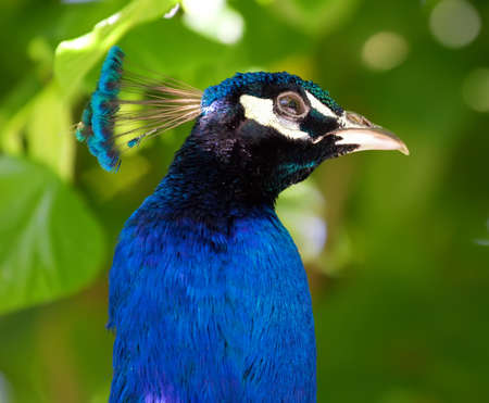 close up portrait of a peacock