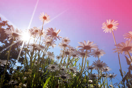 oxeye daisy in the morning sunの写真素材