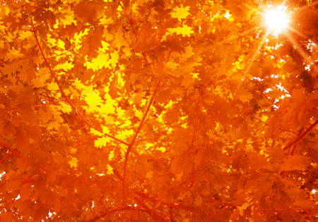 sun shining through tree branchesの写真素材