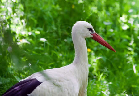 white stork on a meadow