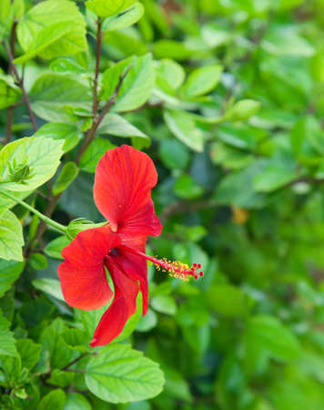 hibiscus flower in the garden