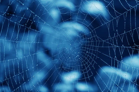 spider web with water dropsの写真素材
