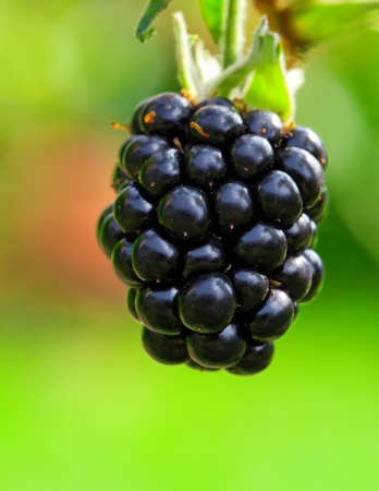 ripe blackberry in a gardenの写真素材