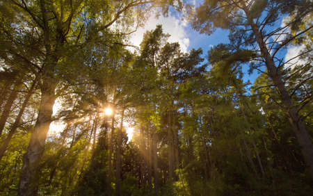 autumn sun shining through the tree branchesの写真素材