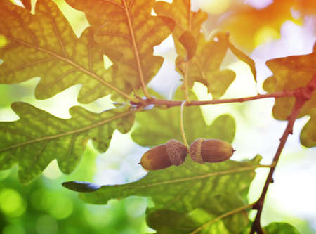 acorns and oak tree leavesの写真素材