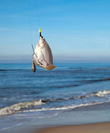plaice on fishing rod with blue sea on background