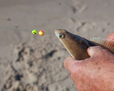 plaice in the hand of fishermanの写真素材