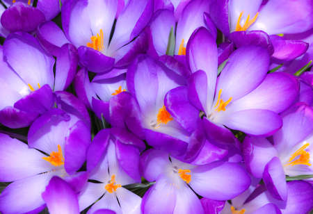 purple crocus flowers in the spring timeの写真素材
