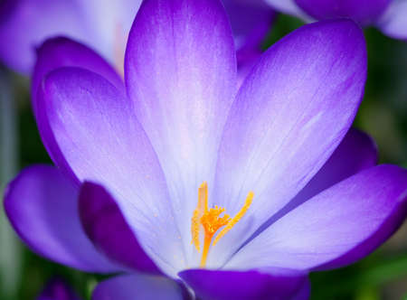 purple crocus flower in the spring timeの写真素材