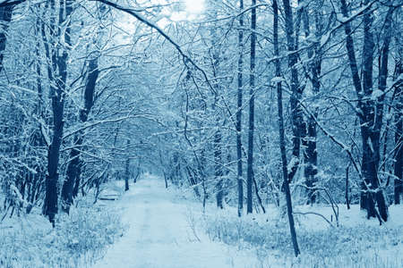 trail through frozen forest with snow