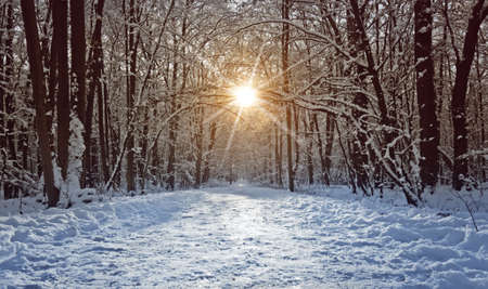 trail through frozen forest with snowの写真素材
