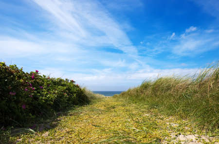 path to danish sand beach at summer