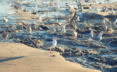 large group of seagulls on the beachの写真素材
