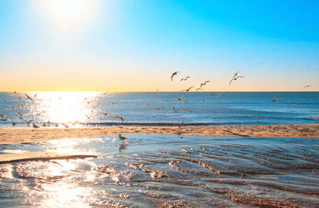 large group of seagulls on the beachの写真素材