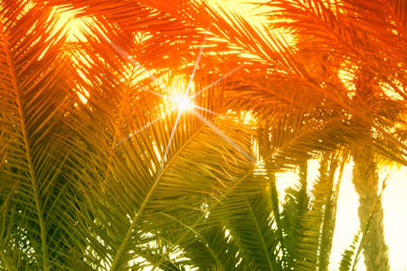 palm tree at sunset lightの写真素材