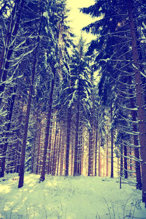 winter landscape with evening sunの写真素材