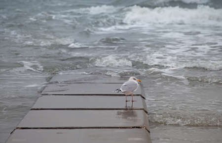 bird sitting on a breakwaterの写真素材