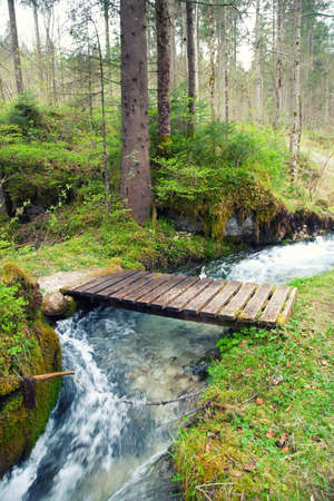 small creek in spring forest