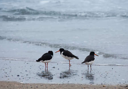 Three Eurasian Oystercatcher (Haematopus Ostralegus) on the beachの写真素材