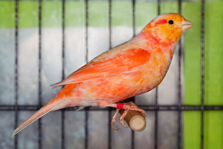 orange canary bird in the cageの写真素材