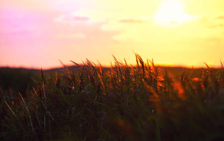 golden sunset through the reedの写真素材