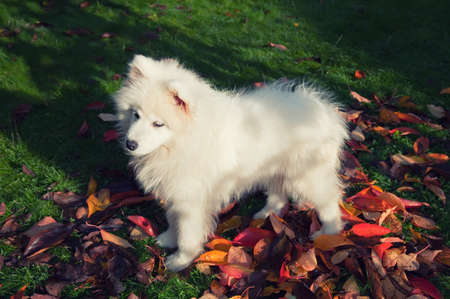 samoyed puppy on the lawn in autumnの写真素材