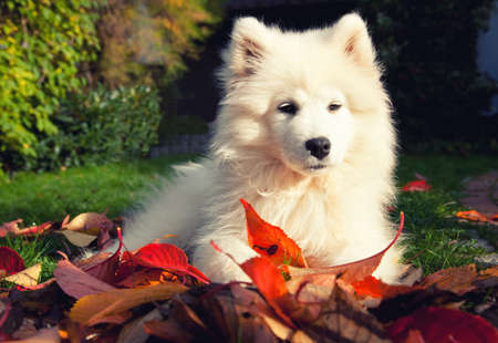 samoyed puppy on the lawn in autumnの写真素材