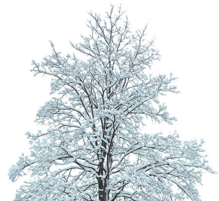 snow covered tree against a white background
