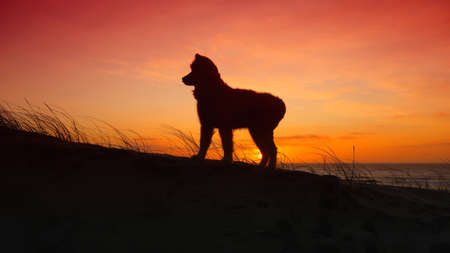 samoyed dog on the beach at sunsetの写真素材
