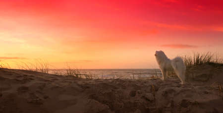 samoyed dog standing on the beach at sunset