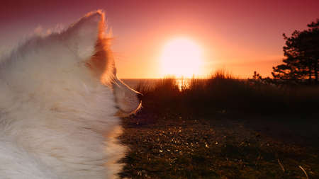 samoyed dog sitting on the coast at sunsetの写真素材