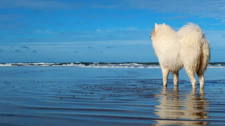 samoyed dog standing on the beachの写真素材