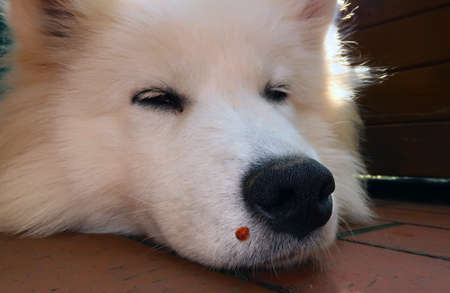 close up of a lying samoyed dog with a ladybug on his noseの写真素材