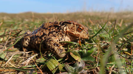 close up of a common toad bufo bufoの写真素材