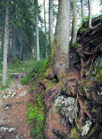 hiking trail through the forest