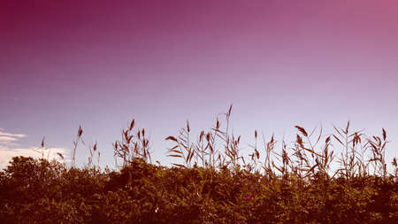 reed on the coastline with a clear sky
