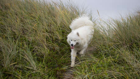 samoyed dog running on the coast