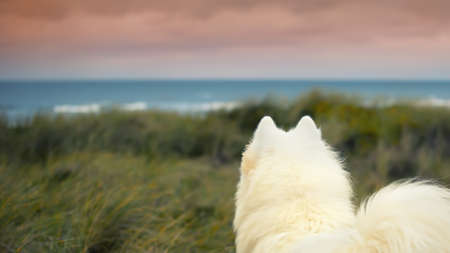 samoyed dog standing on the coastの写真素材