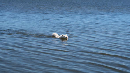 samoyed dog swimming in a lakeの写真素材
