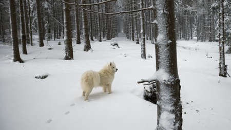 Samoyed dog standing in the winter forestの写真素材
