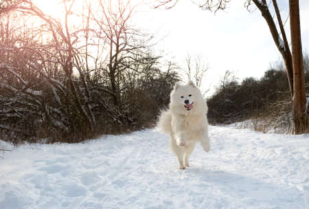 samoyed dog running through the snowの写真素材